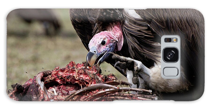 Torgos Tracheliotus Galaxy Case featuring the photograph Lappet Faced Vulture by Dr P. Marazzi/science Photo Library
