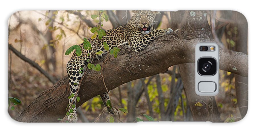 Animals Galaxy Case featuring the photograph Leopard in tree by Johan Elzenga