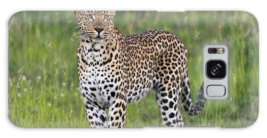 Sergey Gorshkov Galaxy Case featuring the photograph Leopard Sabi-sands Game Reserve South by Sergey Gorshkov