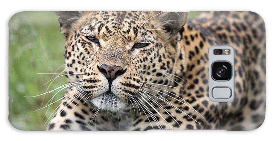 Sergey Gorshkov Galaxy Case featuring the photograph Leopard Stretching Sabi-sands Game by Sergey Gorshkov