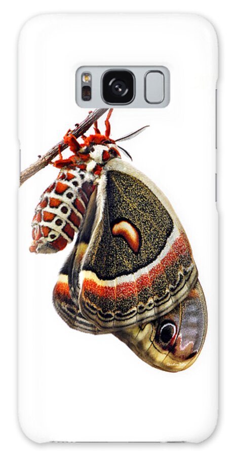 Cecropia Moth Galaxy Case featuring the photograph Cecropia Moth Emerged by Christina Rollo