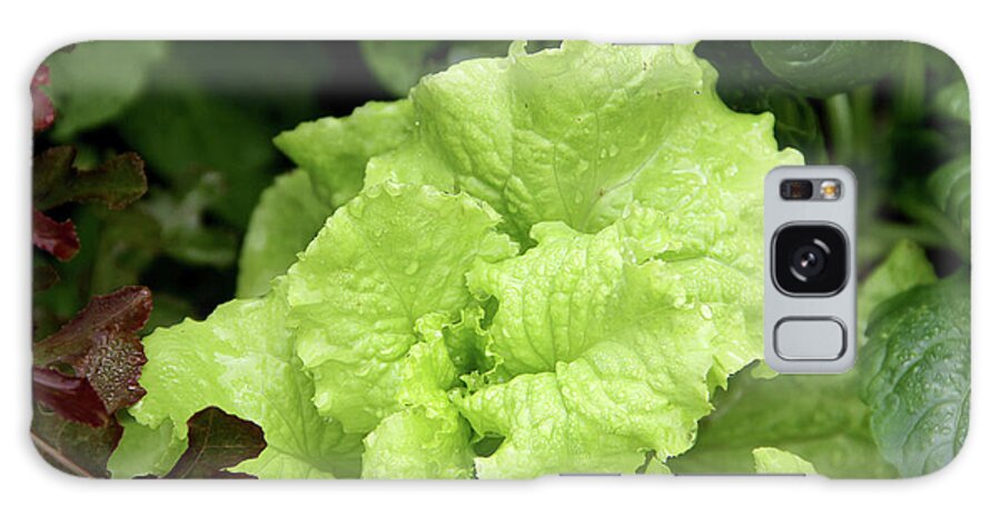 Leaf Vegetable Galaxy Case featuring the photograph Lettuce Growing In The Garden by 2ndlookgraphics