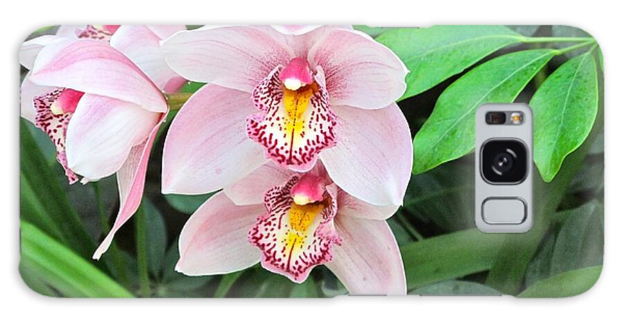 Orchid Galaxy Case featuring the photograph Light Pink orchid by Sue Morris