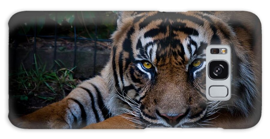 Tiger Galaxy S8 Case featuring the photograph Like My Eyes? by Robert L Jackson
