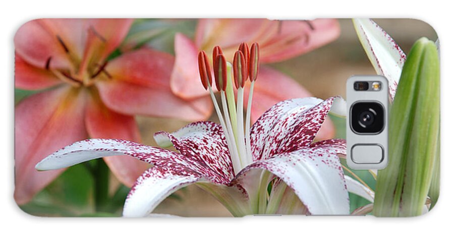 Lilies; Lily; Daylily; Flowers; Day Lily; Asiatic Lily Galaxy Case featuring the photograph LILY GARDEN No.1 by Janice Adomeit