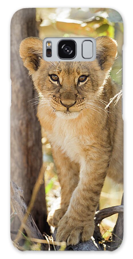 Botswana Galaxy Case featuring the photograph Lion Cub In Savuti Marsh, Botswana by Paul Souders