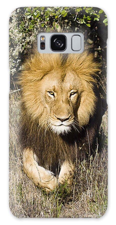 Amakhala Game Reserve Galaxy Case featuring the photograph Lion Stalking by Jennifer Ludlum