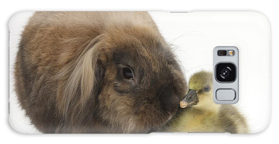Lionhead Lop Rabbit Galaxy Case featuring the photograph Lionhead Lop Rabbit And Gosling by Mark Taylor