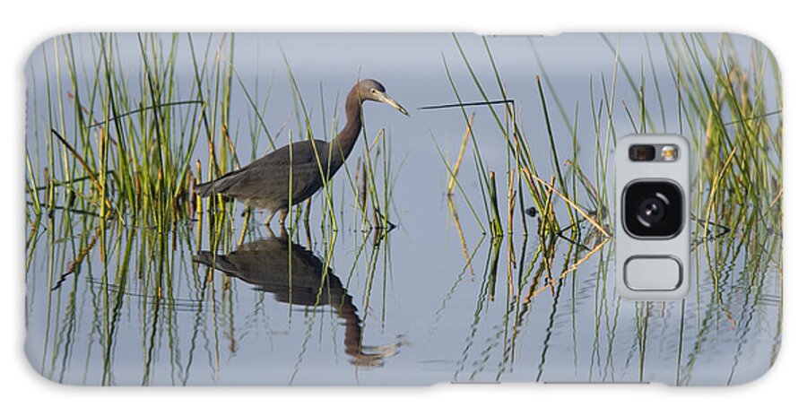Feb0514 Galaxy Case featuring the photograph Little Blue Heron Wading Texas by Tom Vezo