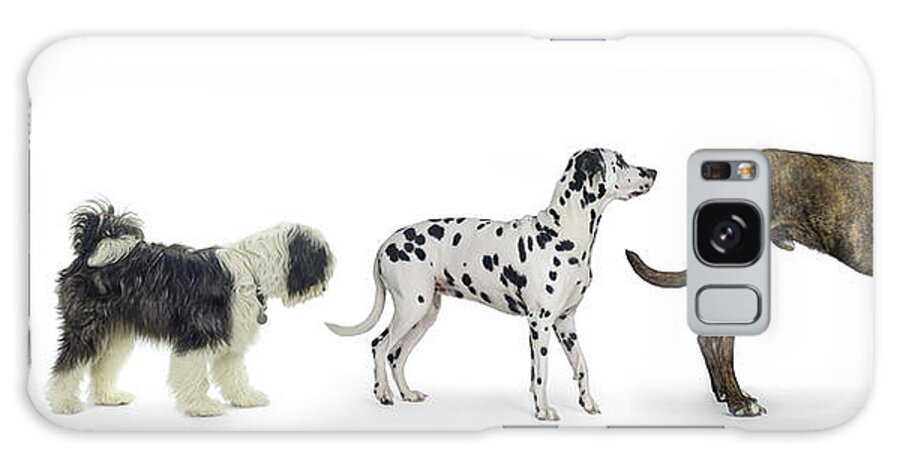 Pets Galaxy Case featuring the photograph Little To Large by Gandee Vasan