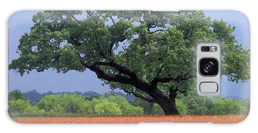 Southern Galaxy Case featuring the photograph Live Oak and Paintbrush - FS000920 by Daniel Dempster