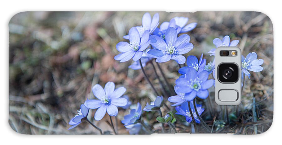Hepatica Nobilis Galaxy Case featuring the photograph liverleaf II by Hannes Cmarits