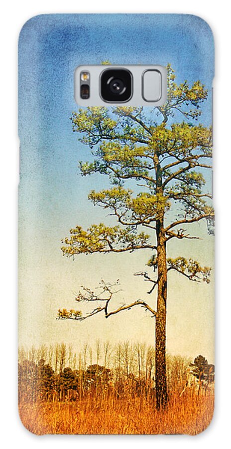Loblolly Pine Along The Chesapeake Galaxy Case featuring the photograph Loblolly Pine along the Chesapeake by Carolyn Derstine