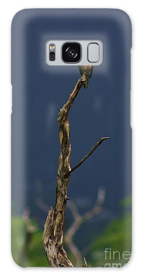 Dove Galaxy Case featuring the photograph Lone Dove by Craig Wood