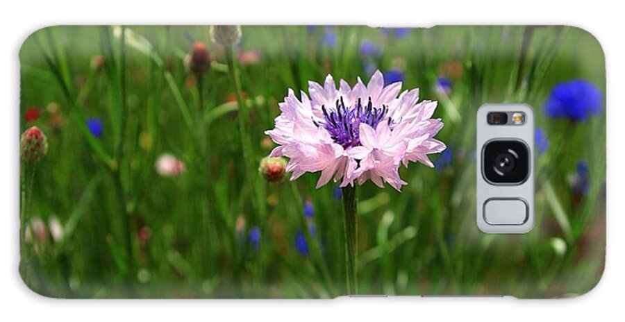 Bachelor Button Galaxy Case featuring the photograph Lonely by Lynn Hopwood