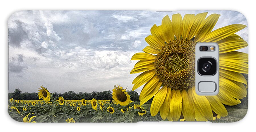 Helianthus Annuus Galaxy Case featuring the photograph Looking at the Sun by Robert Fawcett