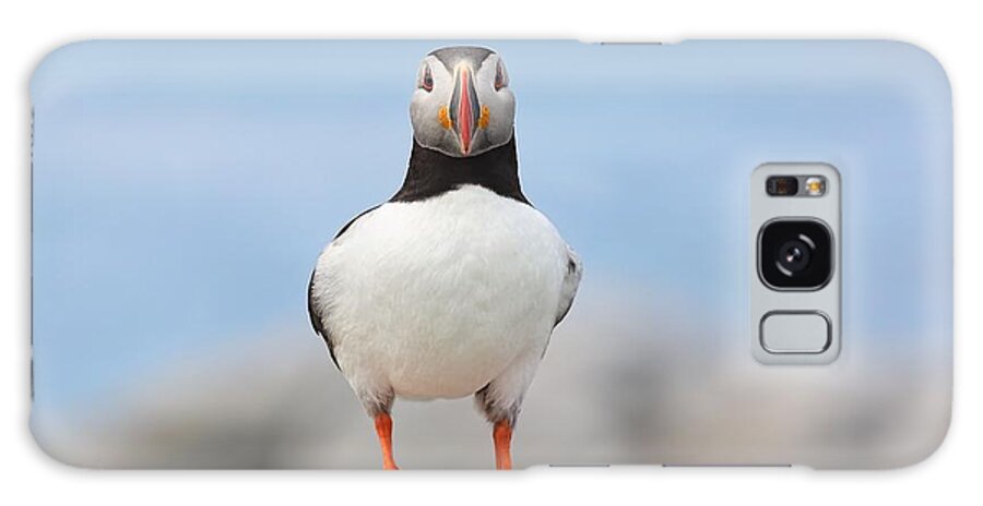 Atlantic Puffin Galaxy S8 Case featuring the photograph Looking at You by Daniel Behm
