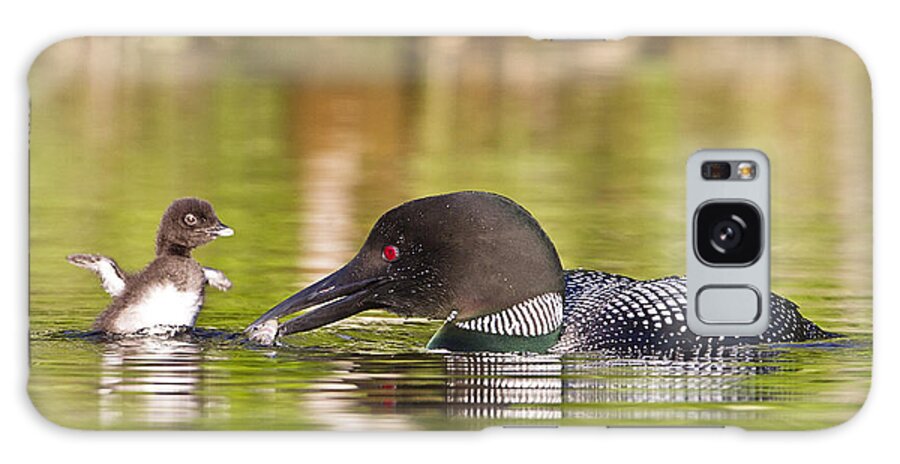 Common Loon Galaxy S8 Case featuring the photograph Loon Chick Excited for Breakfast by John Vose