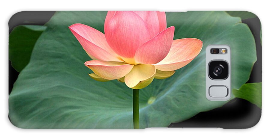 Lotus Blossom And Leaves And Seed Pod Galaxy Case featuring the photograph Lotus Of Late August by Byron Varvarigos