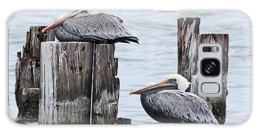 Pelicans Galaxy S8 Case featuring the photograph Louisiana Pelicans on Lake Ponchartrain by Luana K Perez