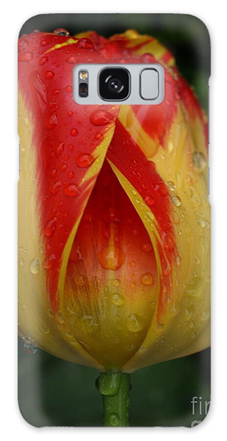 Red Galaxy S8 Case featuring the photograph Lovely Tulip by Jacklyn Duryea Fraizer