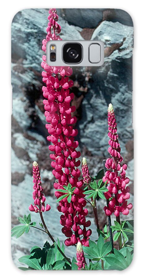 Flower Galaxy Case featuring the photograph Lupine 1 by Andy Shomock