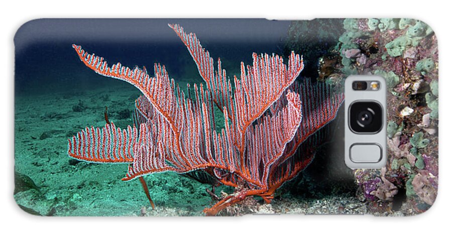 Underwater Galaxy Case featuring the photograph Lyre Gorgonian, Harp Coral by Gerard Soury