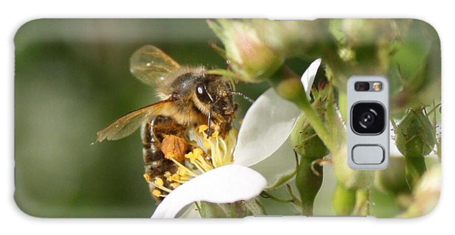 Honeybee Galaxy S8 Case featuring the photograph Mad Honeybee by Lucinda VanVleck