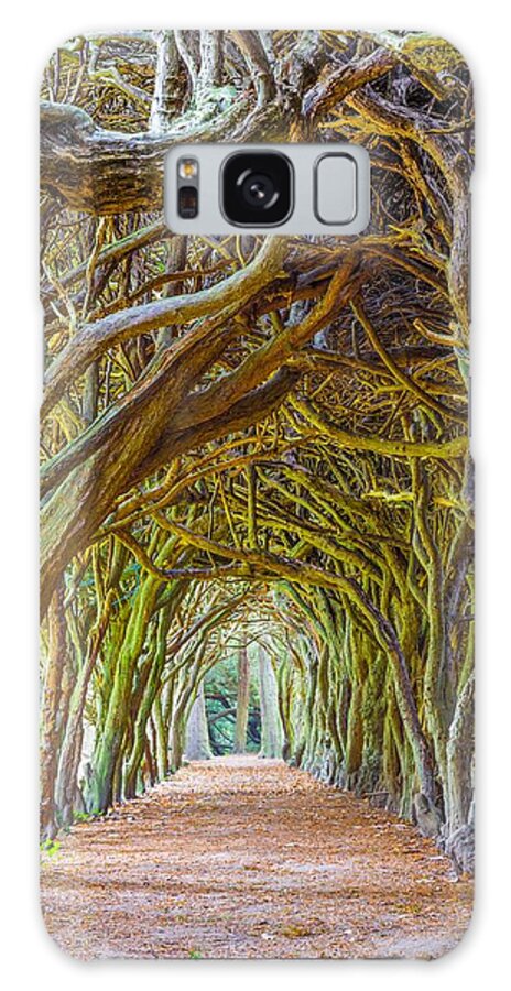 Botany Galaxy Case featuring the photograph Magic Yew by Semmick Photo