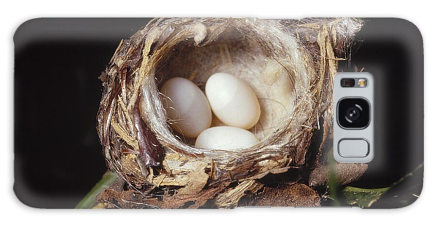 Feb0514 Galaxy Case featuring the photograph Magnificent Hummingbird Eggs by Gerry Ellis