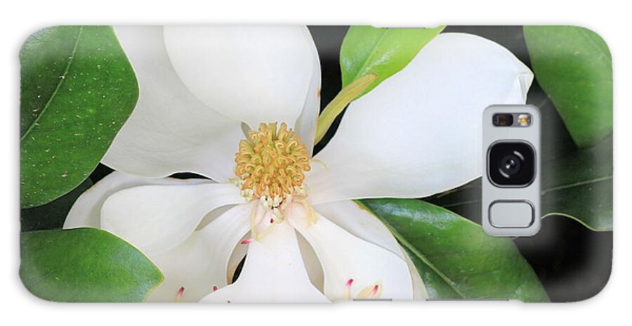 Magnolia Galaxy Case featuring the photograph Magnolia Beauty by Karen Wagner