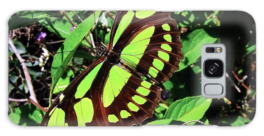 Malachite Butterfly Galaxy Case featuring the photograph Malachite Butterfly by Leonarco Meron