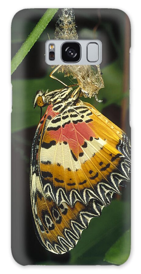Feb0514 Galaxy Case featuring the photograph Malay Lacewing Emerging From Cocoon by Mark Moffett