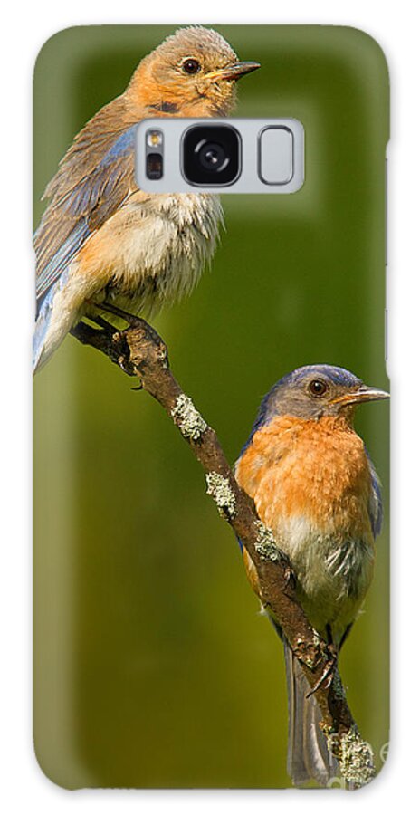 Eastern Bluebird Galaxy Case featuring the photograph Male and Female Bluebirds by Jerry Fornarotto