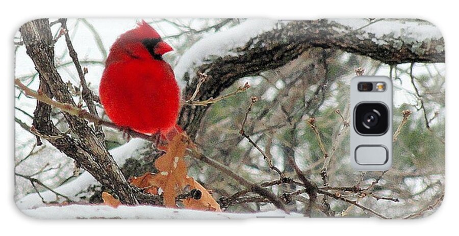 Male Cardinal Galaxy Case featuring the photograph Male Cardinal IV by Janette Boyd