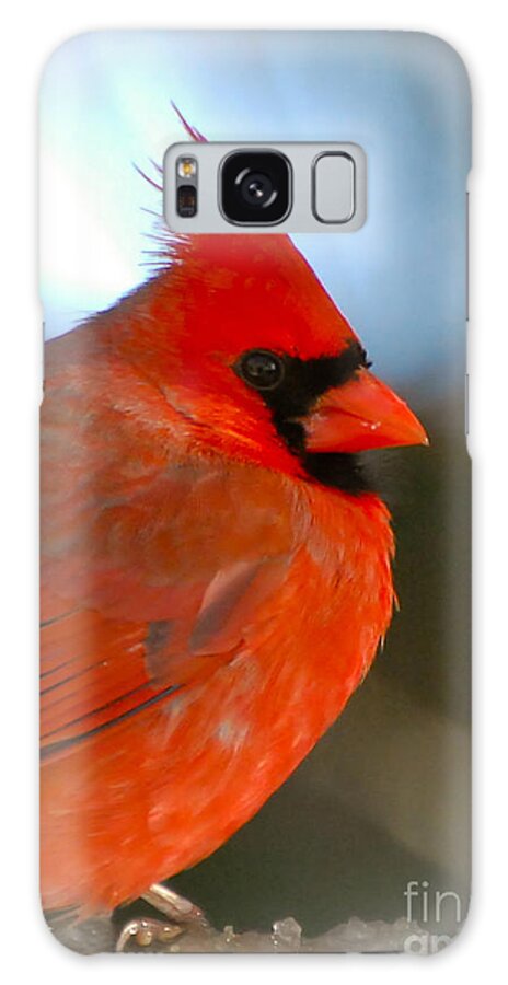 Male Cardinal Galaxy Case featuring the photograph Male Cardinal by Kerri Farley