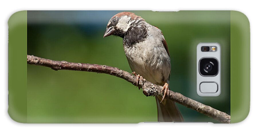 Animal Galaxy S8 Case featuring the photograph Male House Sparrow Perched in a Tree by Jeff Goulden
