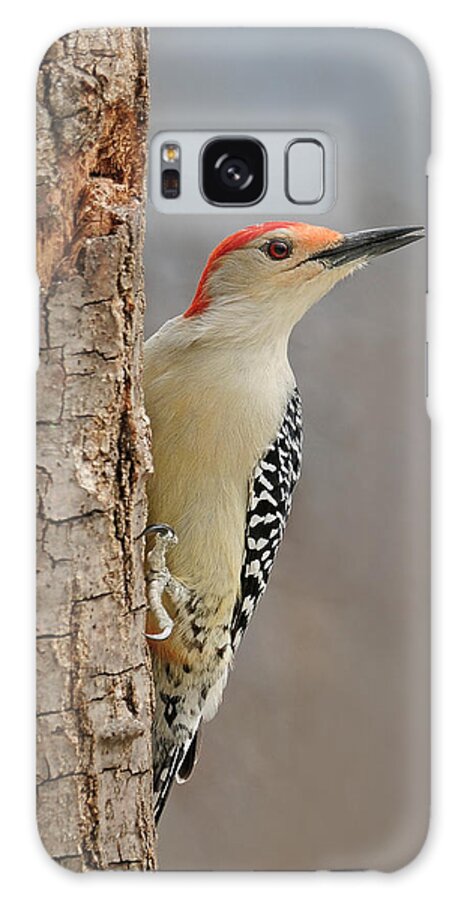 Red Bellied Woodpecker Galaxy S8 Case featuring the photograph Male Redbellied Woodpecker 1 by Lara Ellis