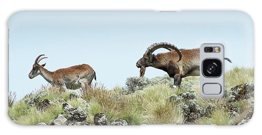 Africa Galaxy Case featuring the photograph Male Wahlia Ibex Checking A Females Odour by Tony Camacho