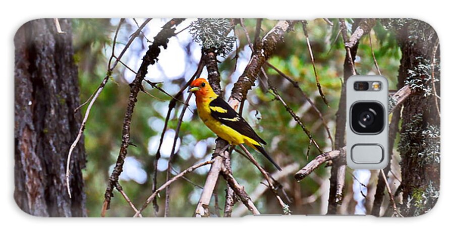 Male Galaxy Case featuring the photograph Male Western Tanager - Little Grass Valley Reservoir by Christina Ochsner