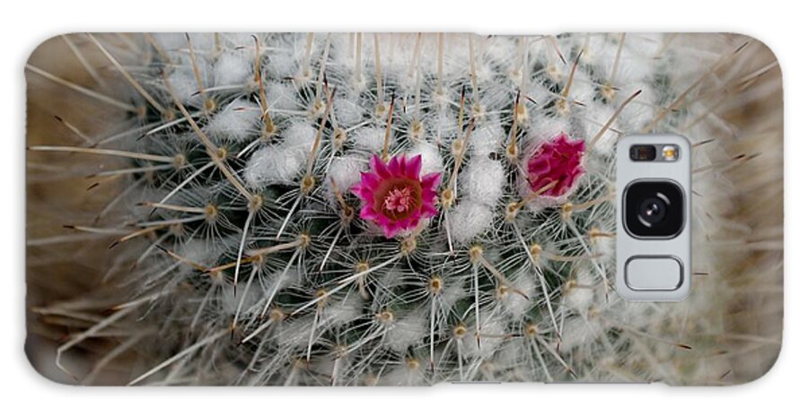 Growth Galaxy Case featuring the photograph Mammillaria Geminispina by Scott Lyons