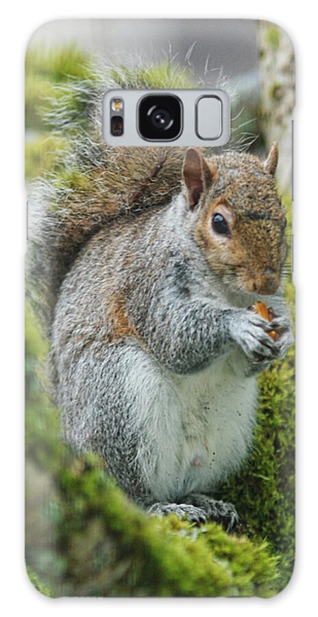 Squirrel Galaxy Case featuring the photograph Man this is good by Ron Roberts