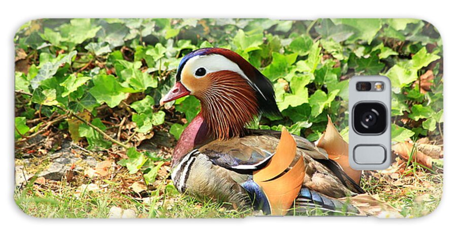 Animal Galaxy Case featuring the photograph Mandarin Duck in the grass by Amanda Mohler