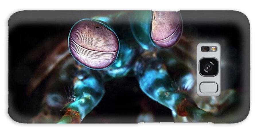 Odontodactylus Scyallarus Galaxy Case featuring the photograph Mantis Shrimp Head by Ethan Daniels