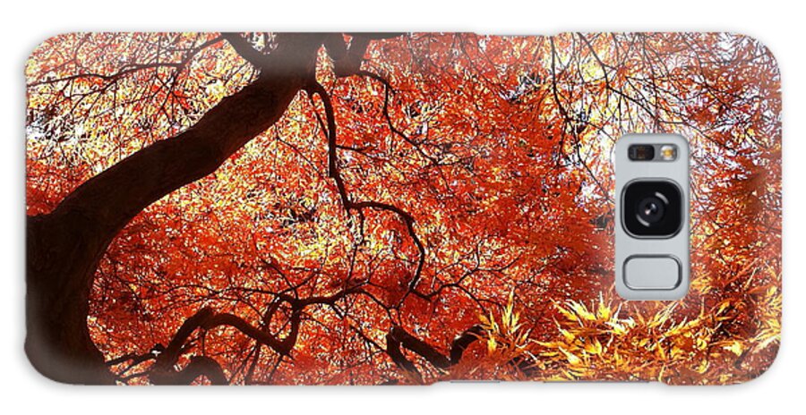 Maple Galaxy S8 Case featuring the photograph Maple in Fall by Mark Messenger