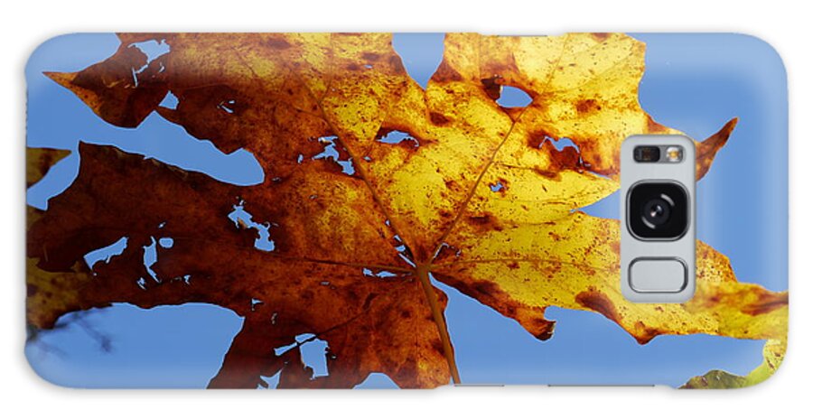 Maple Galaxy Case featuring the photograph Maple Leaf on a Blue Sky by Peter Mooyman