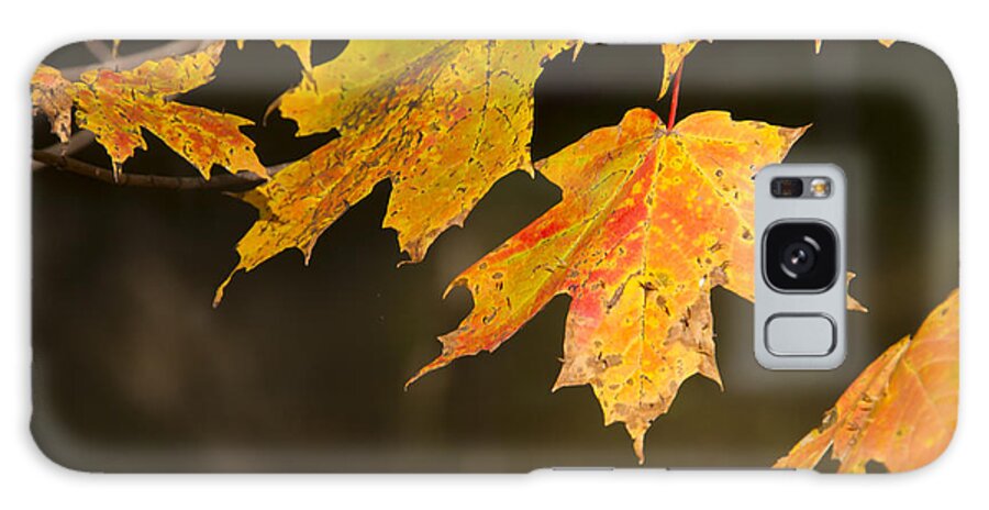 Maple Leaves Galaxy Case featuring the photograph Maple Leaves in Autumn by Larry Bohlin