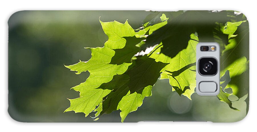 Maple Leaves Galaxy Case featuring the photograph Maple Leaves in Summer by Larry Bohlin