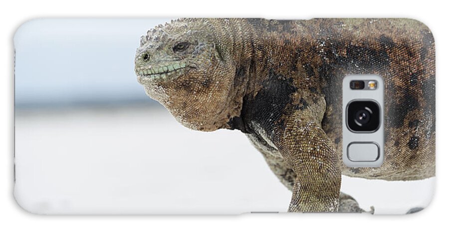 Tui De Roy Galaxy Case featuring the photograph Marine Iguana Male Turtle Bay Santa by Tui De Roy