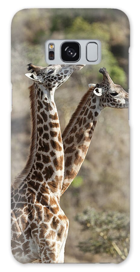 Feb0514 Galaxy Case featuring the photograph Masai Giraffe Males Fighting Tanzania by Konrad Wothe